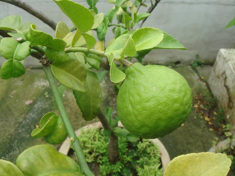 Kaffir Lime Leaves